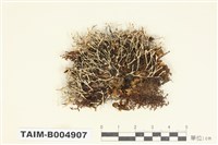 藏品(卷梢雪花衣)的圖片